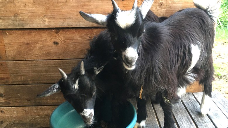 Goats, &copy; Familie Prack