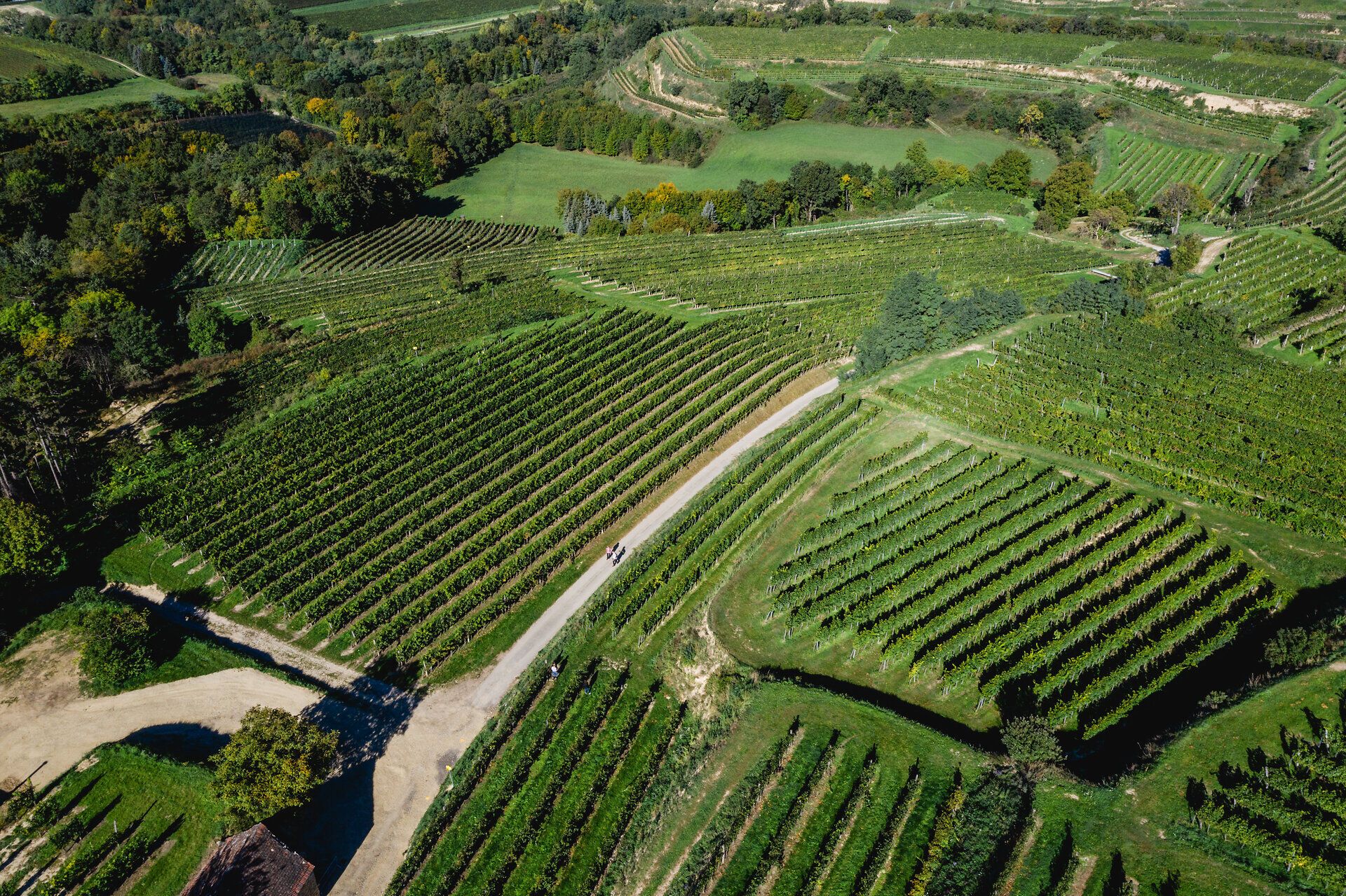 Grüne Weinrieden mit einer Drohne von oben aufgenommen.
