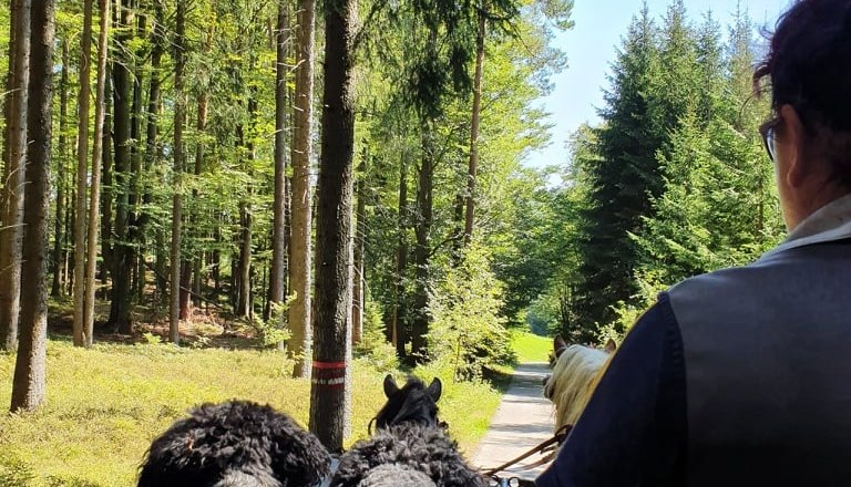 Carriage, &copy; Birgit Libal