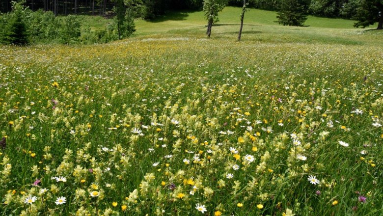 Show meadow Hochtal near G&ouml;stling an der Ybbs, &copy; David Bock