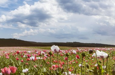 Waldviertel pri Mohndorf Armschlag, © Niederösterreich-Werbung/ M. Liebert