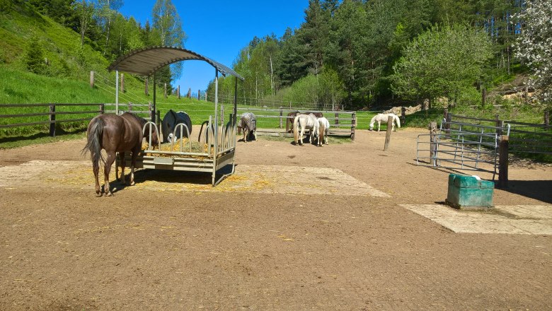 Horse farm run, &copy; Pferdehof Kurzmann