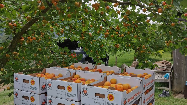 Freshly picked apricots in a carton, &copy; Hartl