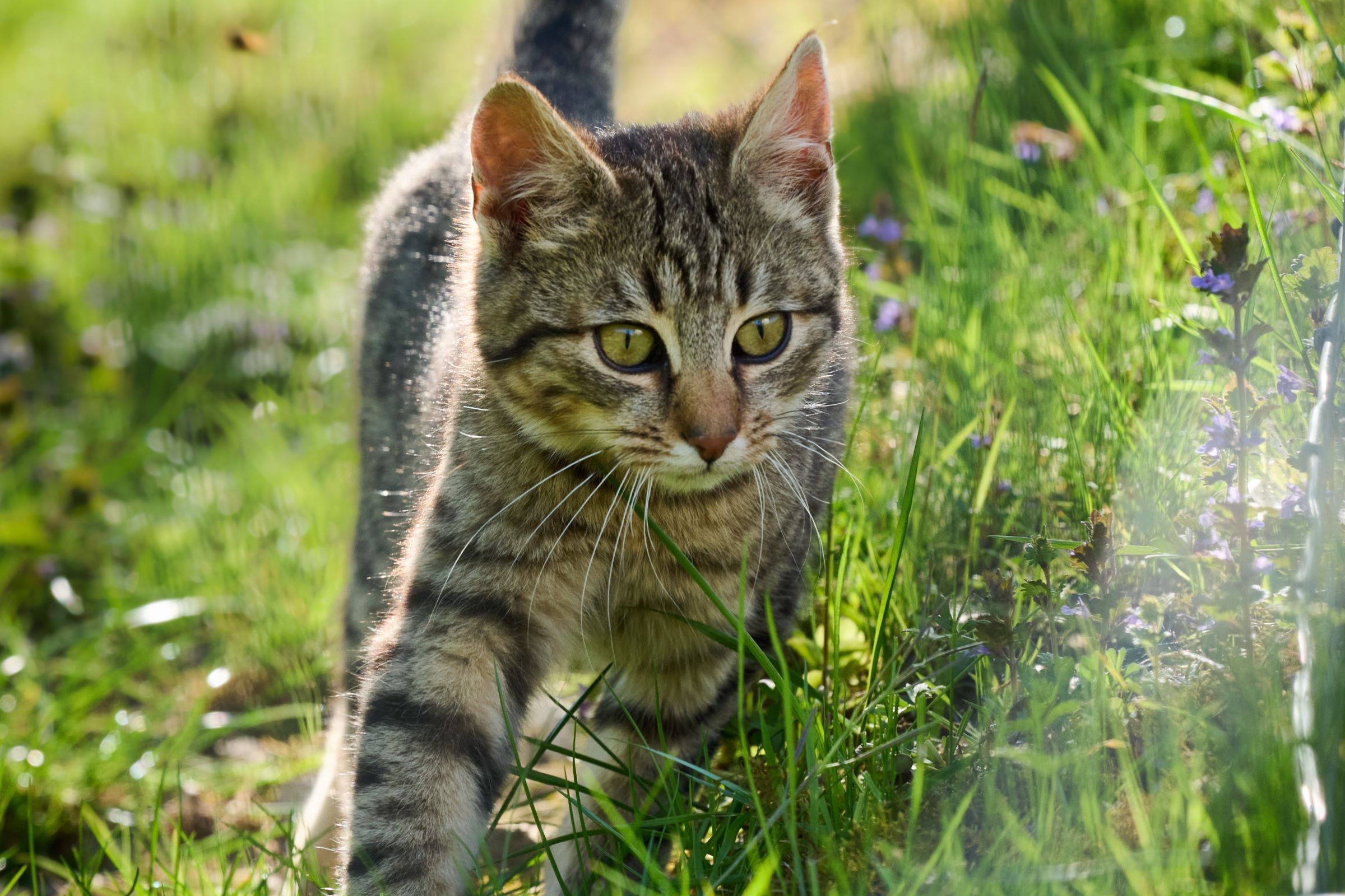 Tabby mačiatko beží po zelenej tráve na slnku.