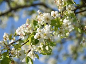 Bl&uuml;hende B&auml;ume am Mostobstwanderweg, &copy; Marktgemeinde Seitenstetten