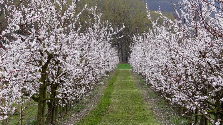 marillenbluete3, &copy; Kowalski