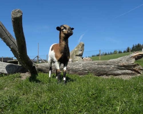 Kamerun Ovce Sheki, &copy; Familie Schweighuber
