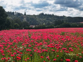 Op&aacute;tstvo Zwettl, &copy; Dr. Markus Peham
