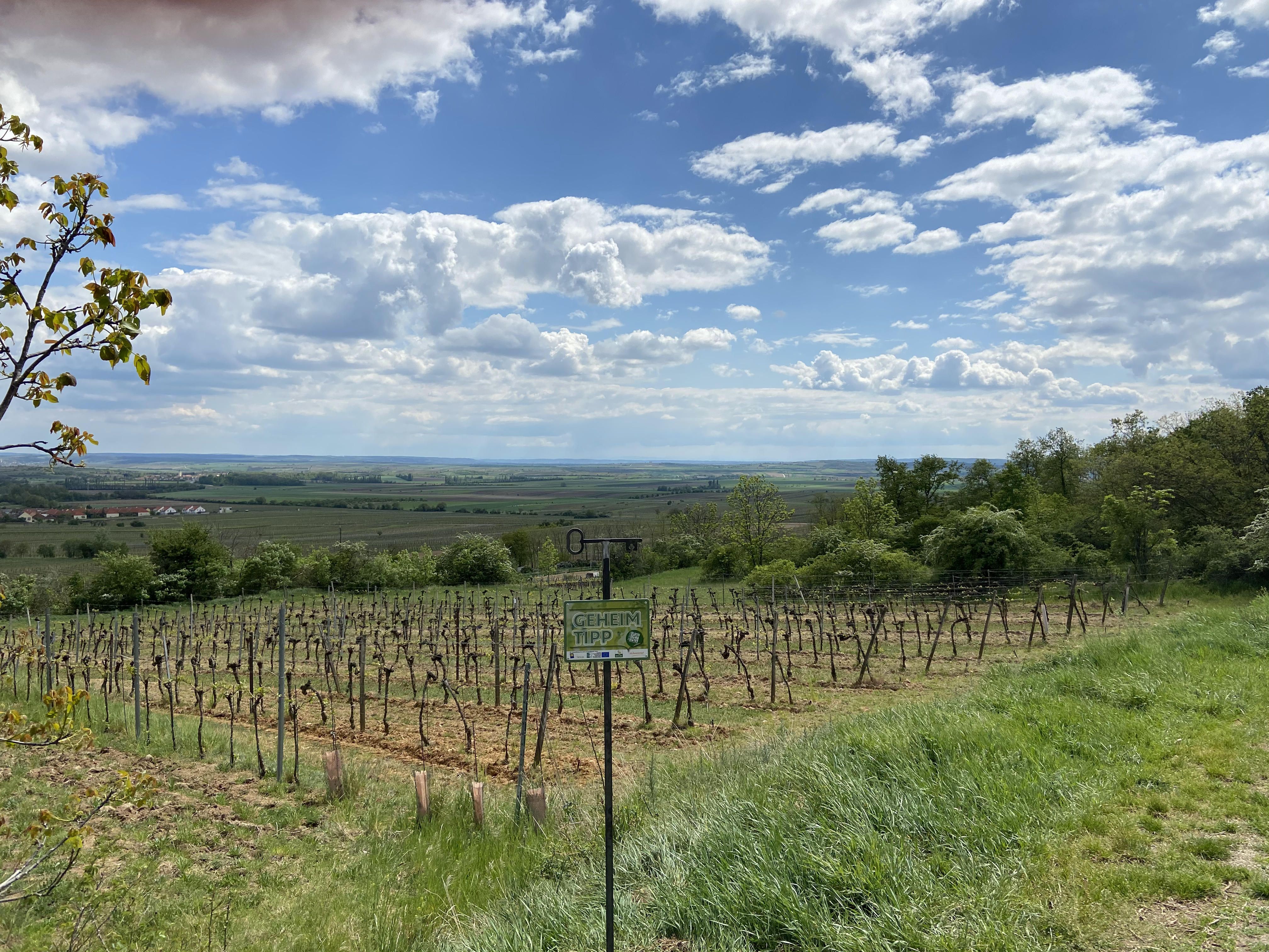 Vinohrad vo Weinvierteli so širokým výhľadom na krajinu, modrú oblohu a oblaky.