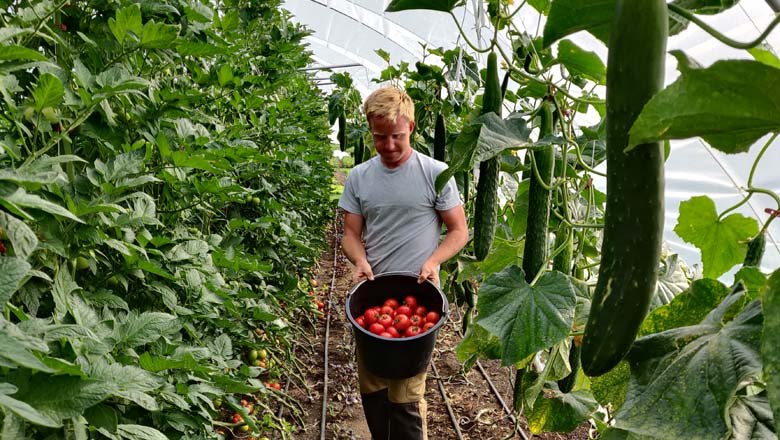 Harvest, © Gutes vom Gutshof