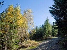 Ameisenpfad, &copy; &copy;Martin Weiner