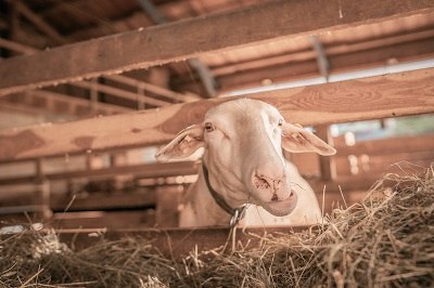 Lilli is waiting to be milked, &copy; Einkehrhof Poggau