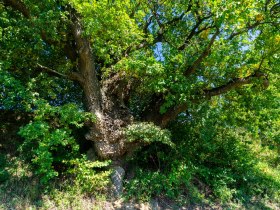 Alte Eiche, &copy; Gottfried Grossinger