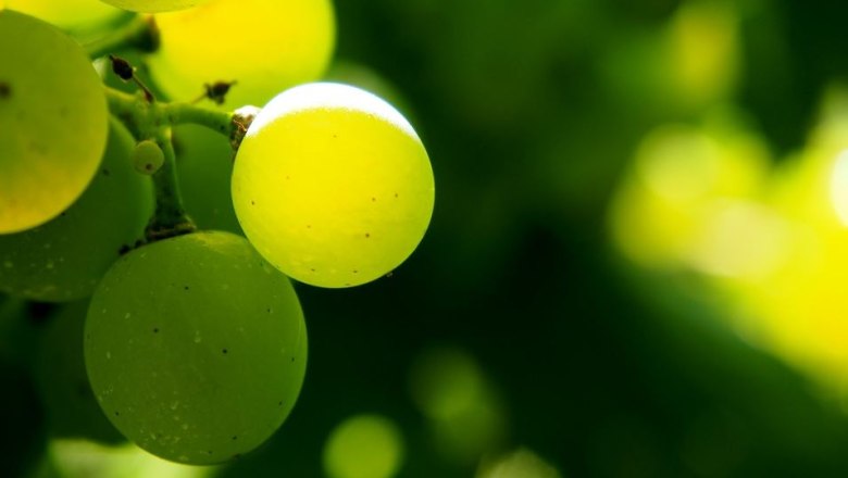 Viticulture Bartl family, &copy; Pixabay