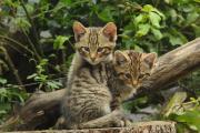 Divoké mačky Diego a Carla, © Nationalpark Thayatal
