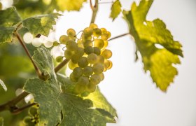 Vines in the Wachau, &copy; &Ouml;sterreich-Werbung