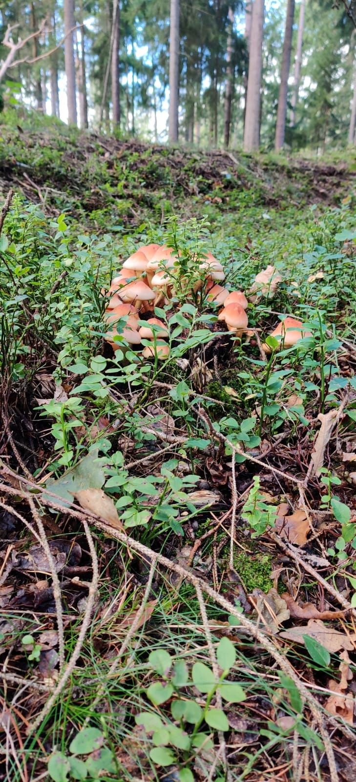 Aubergova ulica