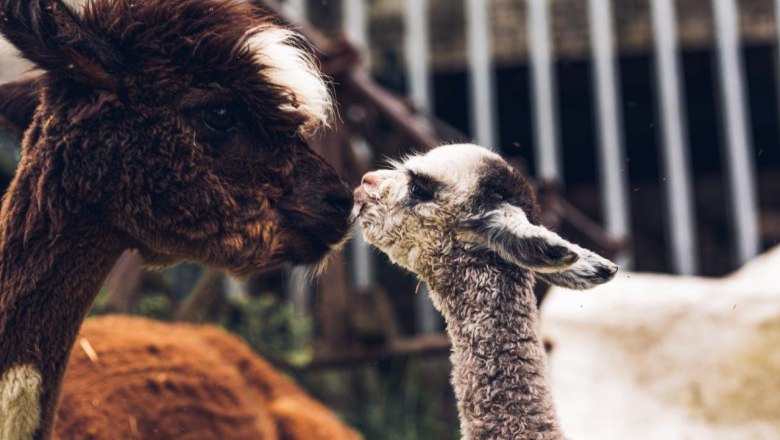 Seehof Alpacas, &copy; Familie Kaufmann