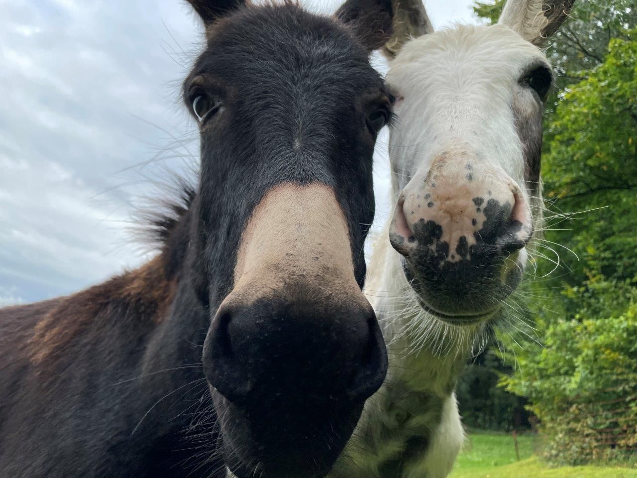 donkey-at-karnerhof