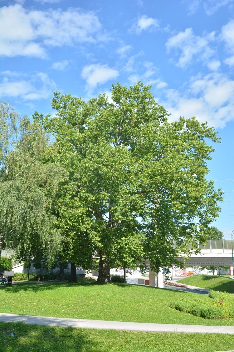 Veľký strom so zelenými listami v parku pod modrou oblohou.