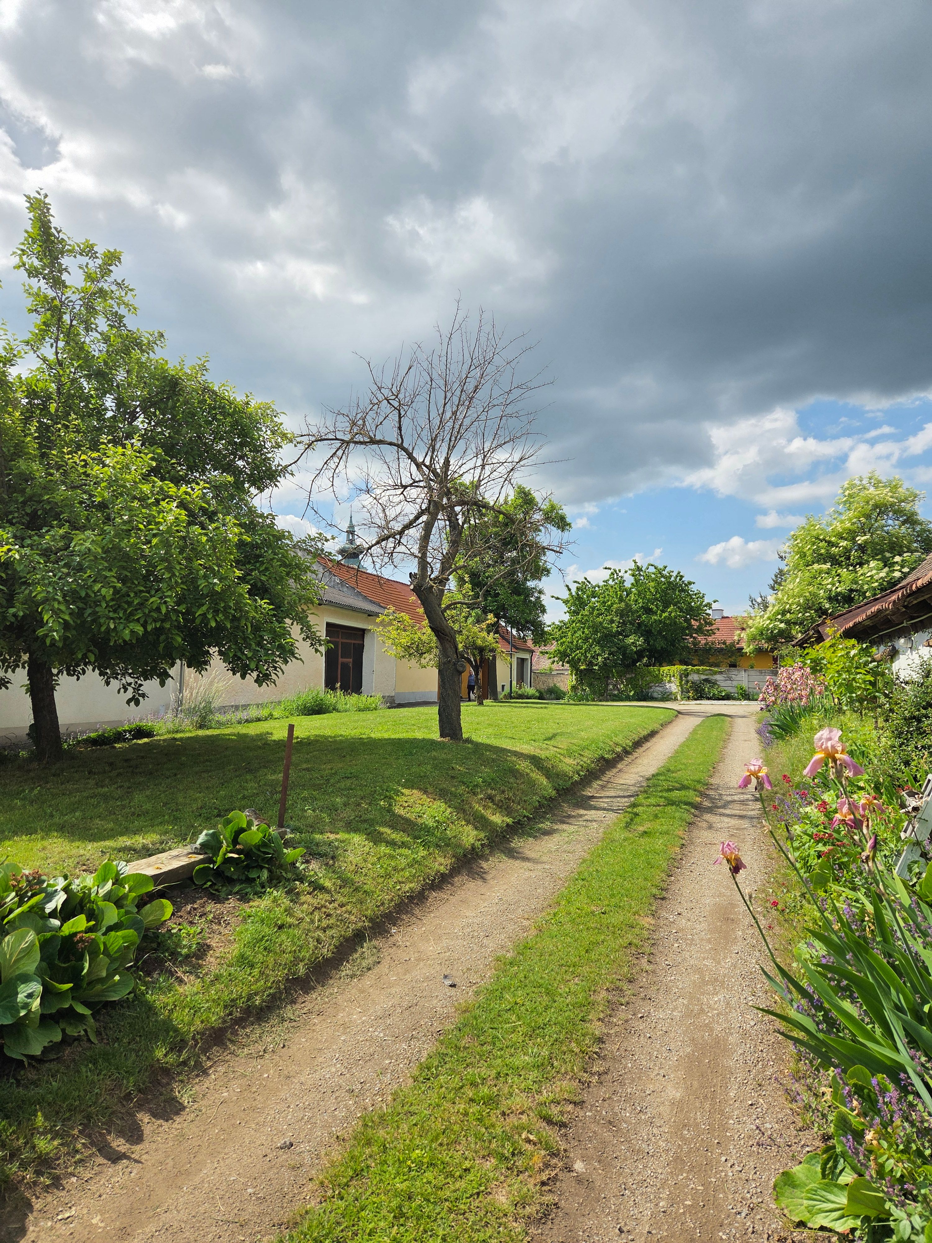 Vidiecka cesta so stromami a kvetmi, zamračená obloha.