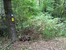 Turistick&yacute; chodn&iacute;k č. 33, pr&iacute;roda, &copy; Stadtgemeinde Allentsteig