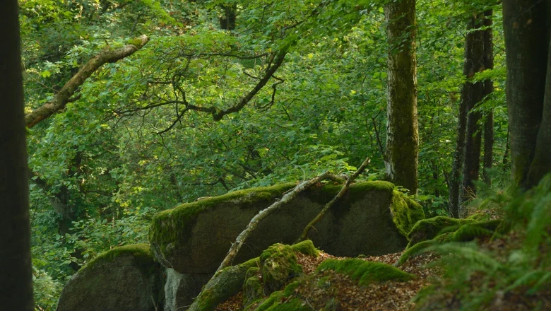 Ysperklamm natural forest, © Matthias Schickhofer