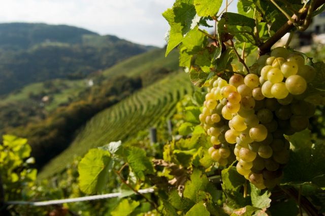 Hrozno v popredí a vinice v pozadí.