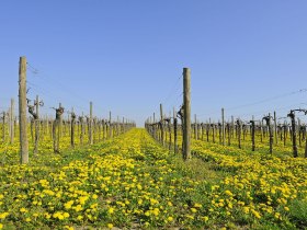 Weingarten im Fr&uuml;hling, Region Wagram, &copy; Donau Nieder&ouml;sterreich - Kamptal-Wagram-Tullner Donauraum