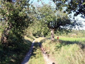 ein wunderschöner Hohlweg mit Obstbaumallee, © Gemeinde Jaidhof