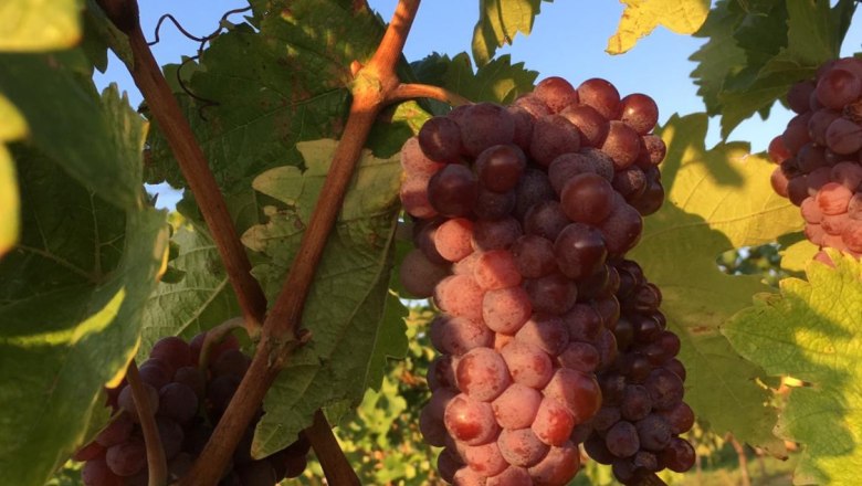 Our grapes, &copy; Hannes Hofer