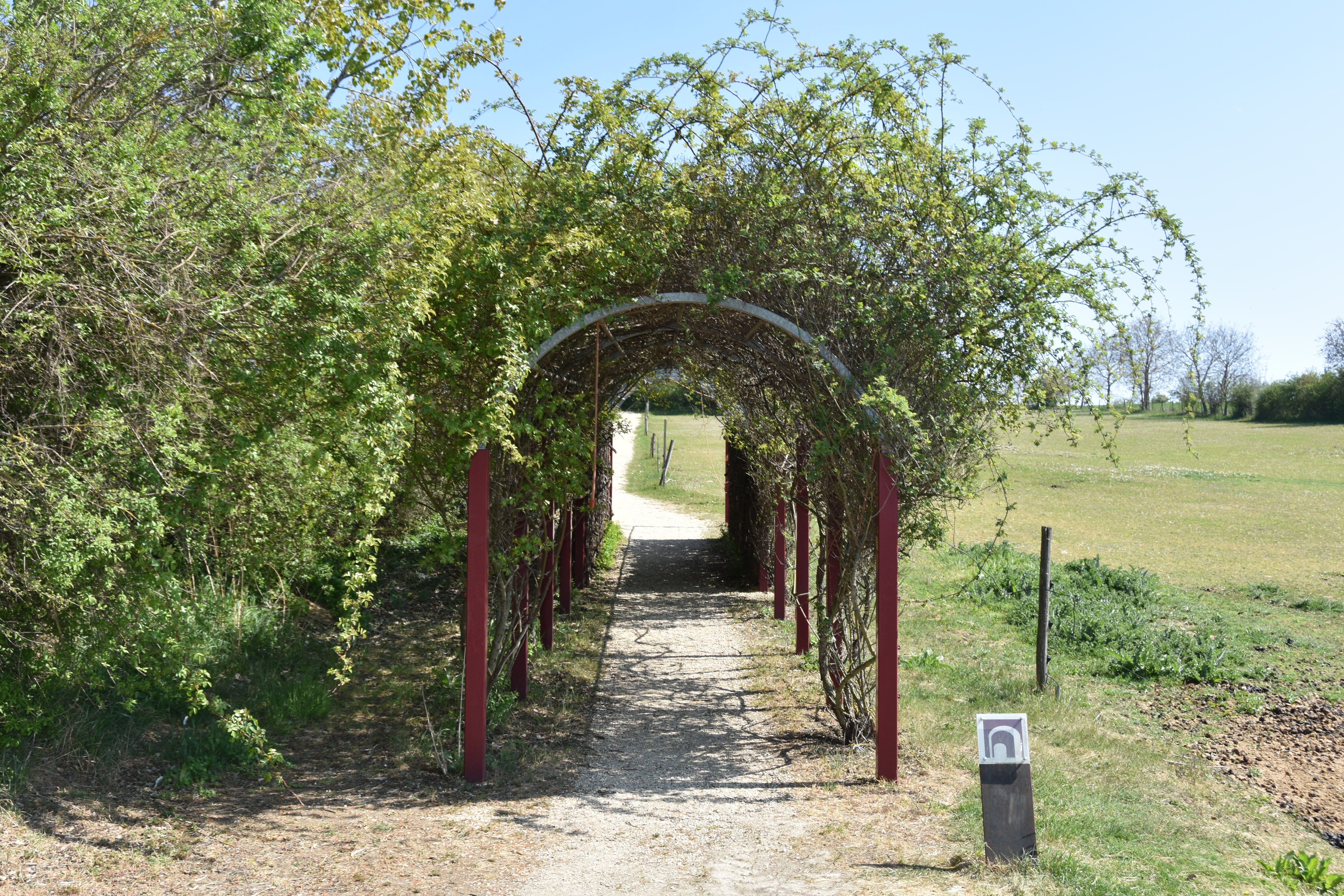 Pergola zarastená rastlinami na chodníku vo vidieckom prostredí.