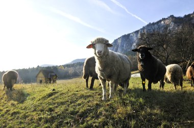 Svieže lúky a alpské pastviny vo Viedenských Alpách, © Naturparke Niederösterreich/Robert Herbst