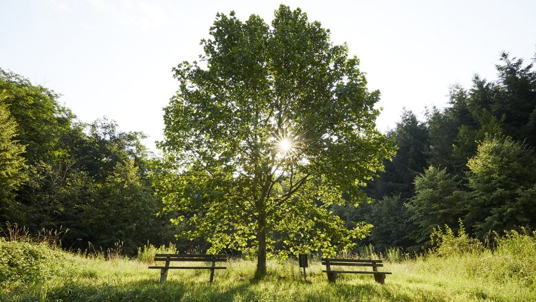 schonbergtourismus_2020-07-21_imgl0850_rupertpessl_web, &copy; Rupert Pessl