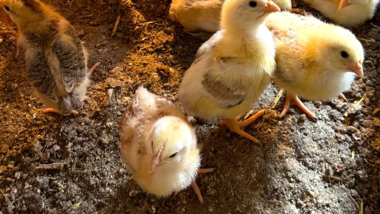 Chicks, &copy; H&ouml;barten