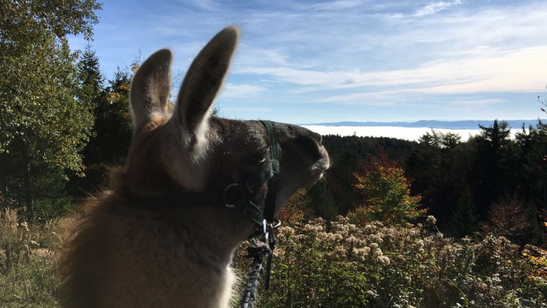 View into the sea of fog, &copy; Naturpark Hohe Wand