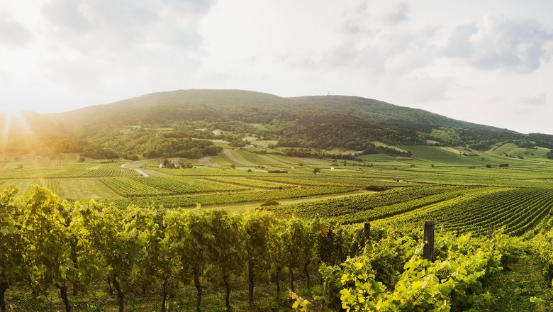 Región termálnych kúpeľov Viedenský les pri Gumpoldskirchene, © Niederösterreich-Werbung/ M. Liebert