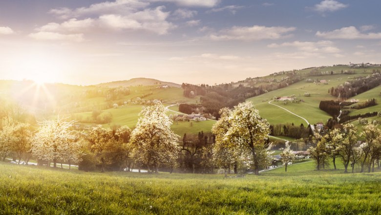 More bielych kvetov na Muštovej ceste, © Niederösterreich-Werbung/Michael Liebert