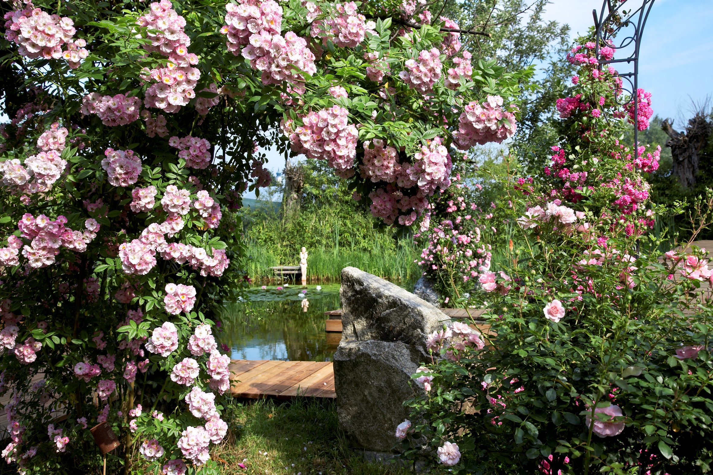 Idylická záhrada s ružovo kvitnúcimi ružovými kríkmi, jazierkom a drevenou lavičkou v pozadí.