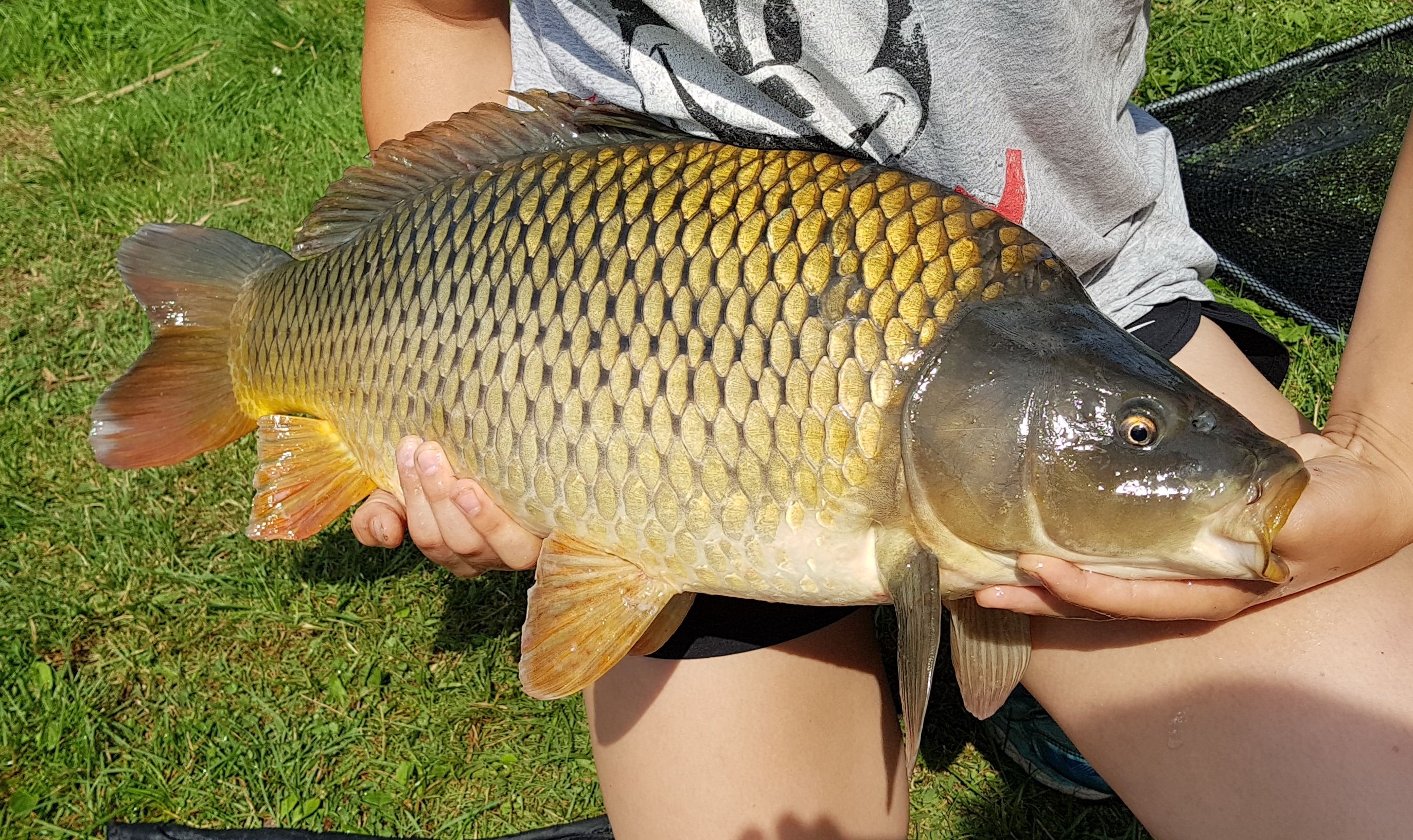 Osoba drží v rukách veľkého kapra.