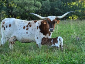 Texas Longhorn Rind, © Unknown