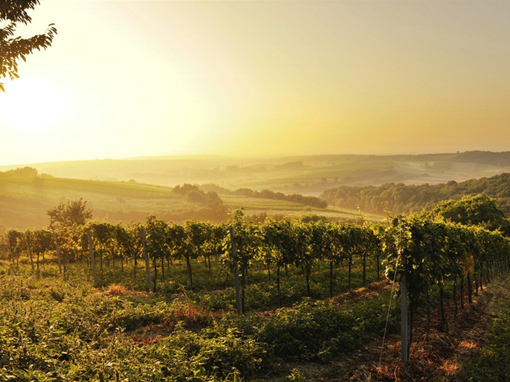 Vinohrady vo Weinvierteli pri západe slnka.