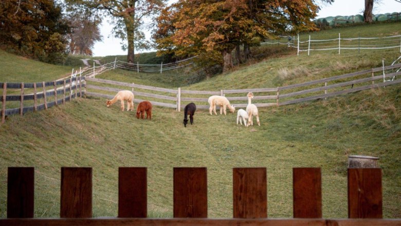 Alpacas on the pasture, &copy; Wagner-Hubbauer