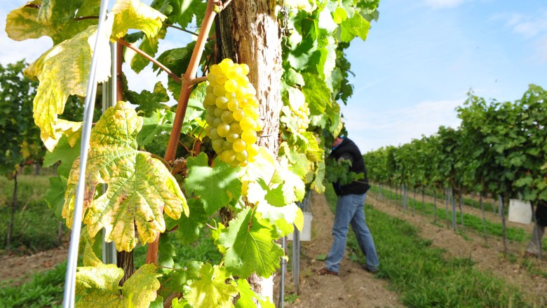 Winery Thomas Herndler, &copy; Point of view-Robert Herbst