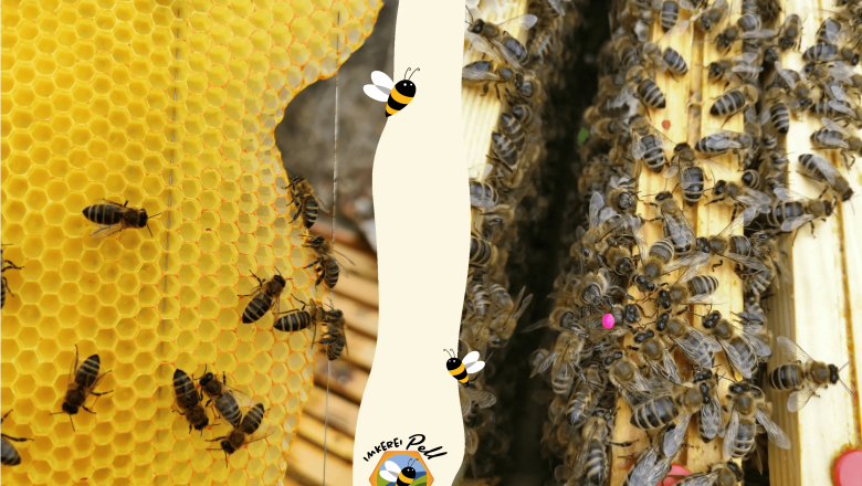 Where is the queen bee?, &copy; Imkerei Pell