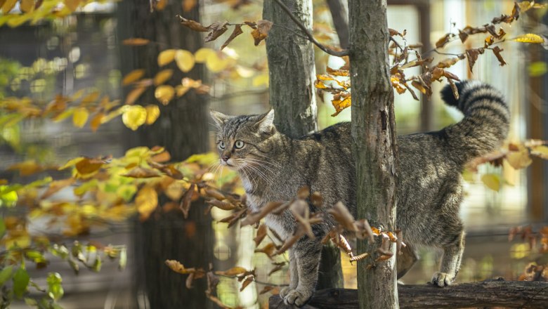Špeciálna atrakcia - kŕmenie divokých mačiek v národnom parku Thayatal., © Waldviertel Tourismus, Robert Herbst