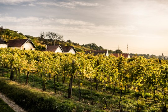 ak chcete, môžete sa aktívne zapojiť do zberu. Jesenná krajina v okolí obce Wagram/Feuersbrunnská vínna ulička., © Donau Niederösterreich/Robert Herbst