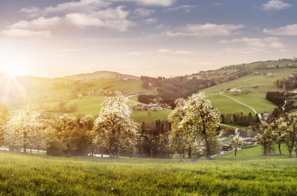 More bielych kvetov na Muštovej ceste, © Niederösterreich-Werbung/Michael Liebert