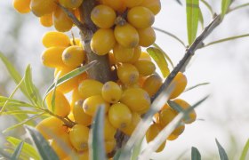 Sea buckthorn, &copy; Andel Film