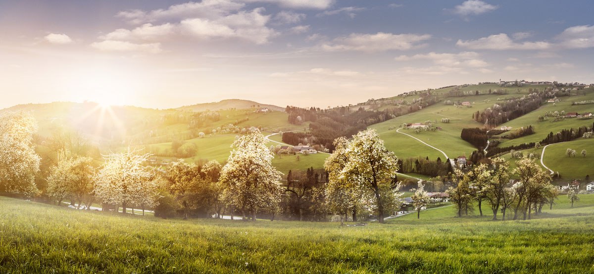 More bielych kvetov na Muštovej ceste, © Niederösterreich-Werbung/Michael Liebert